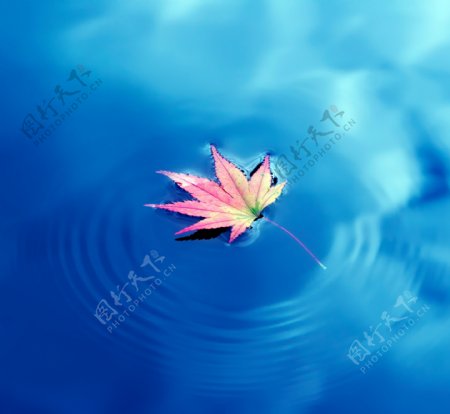 水晕上的枫叶图片