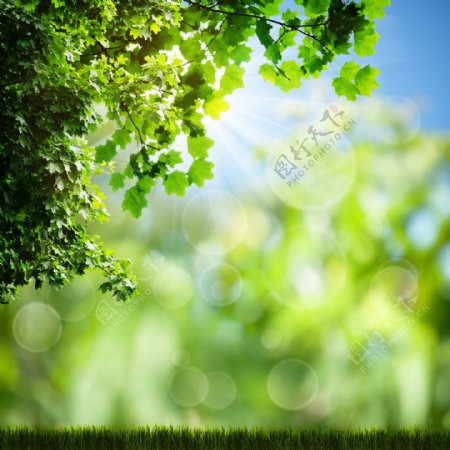 春天绿色植物梦幻背景图片