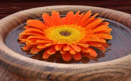 水面上的橙色花朵图片