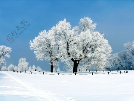 雪地大树冬天风景图片