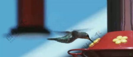蜂鸟吮吸2高清实拍视频素材