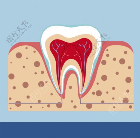 牙齿结构矢量背景