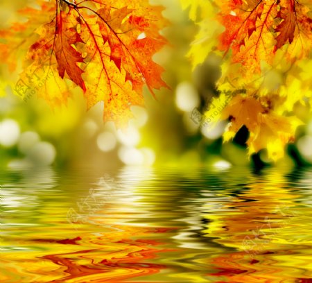 秋天枫叶与水面倒影图片