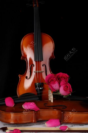 小提琴玫瑰花特写图片图片