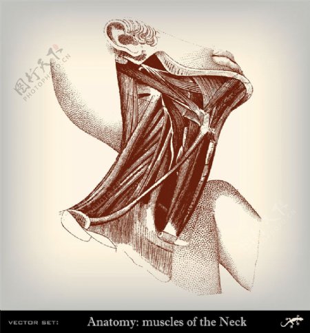 人体颈部肌肉图片