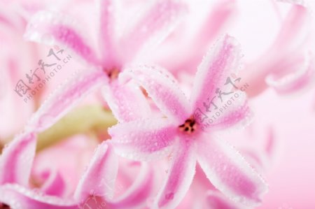 粉色鲜花梦幻背景图片