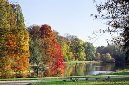 秋天小河树木风景图片