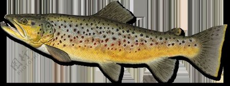 黄褐色鱼图片免抠png透明图层素材