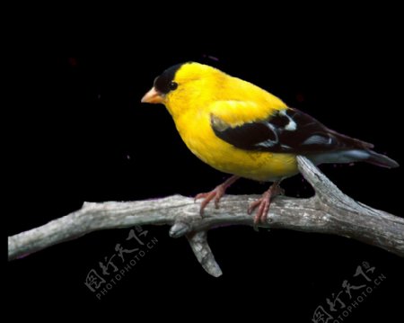 站树枝上的黄色鸟图片免抠png透明素材