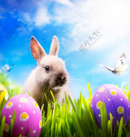 复活节彩蛋与可爱兔子图片