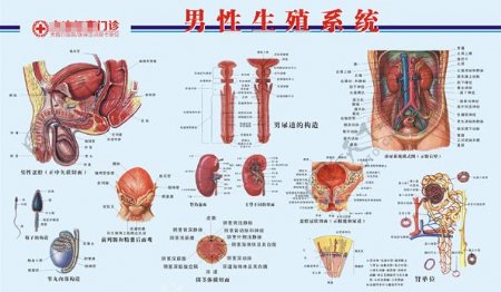 男科解剖图医疗广告VI院内海报