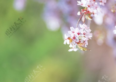 春天桃花实用背景图片
