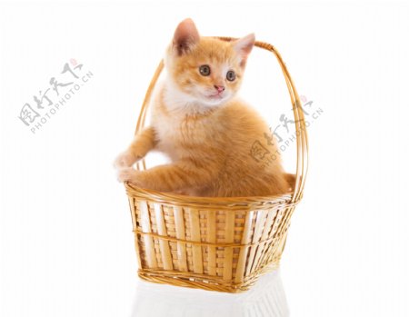 篮子里的小黄猫图片
