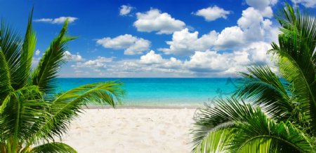 沙滩与椰树风景图片