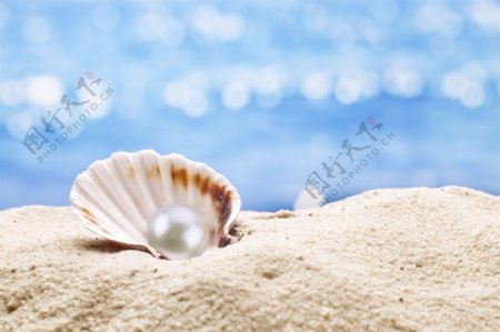 沙滩上贝壳里的珍珠
