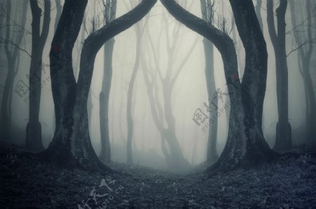 幽深的森林风景图片