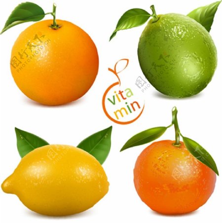 新鲜橙子柠檬矢量图