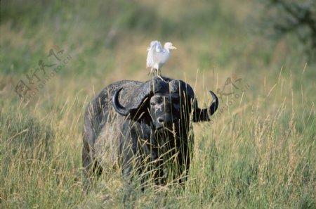非洲野生动物牛图片
