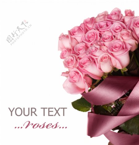 粉色玫瑰花与丝带背景图片