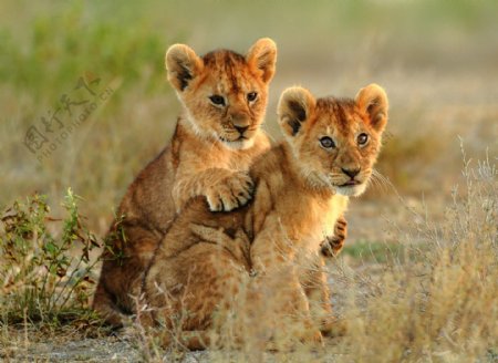 两只幼小的狮子图片