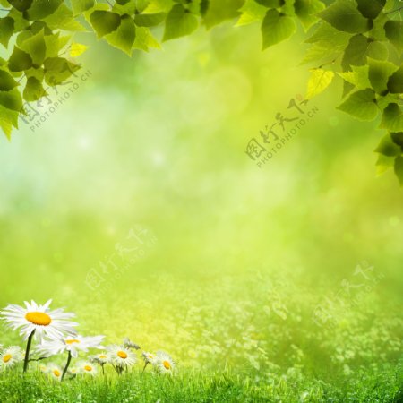 白色菊花与绿叶图片