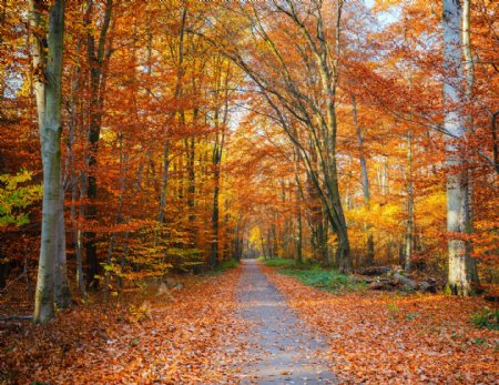 秋季美丽的树林和道路图片