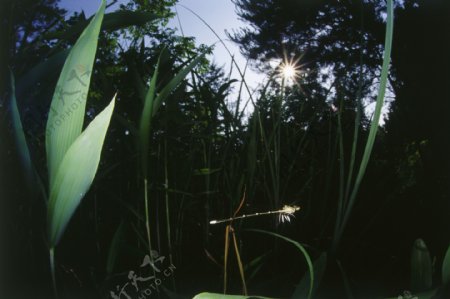 草丛中飞翔的小蜻蜓图片