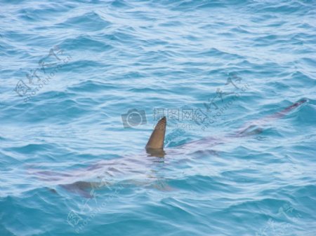 海洋大自然海洋鱼类野生动物鲨鱼