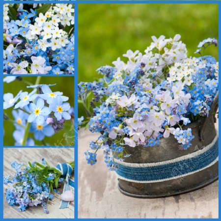 蓝色的小花背景图片