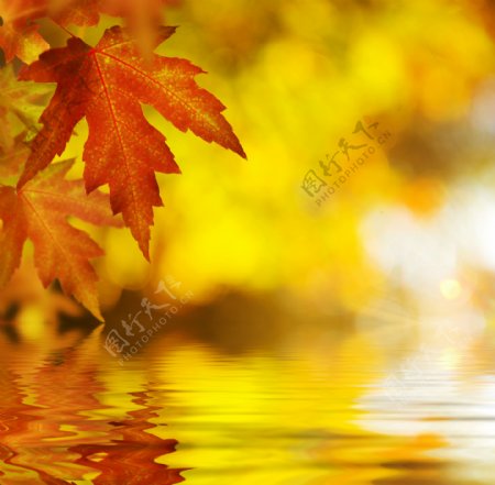 秋天枫叶水面倒影图片
