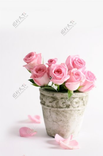 美丽粉红色玫瑰花图片