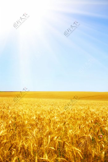 金黄麦田风景图片图片