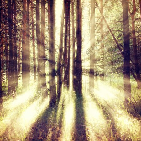 阳光透过树林图片