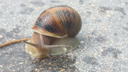 水泥路面上的蜗牛图片