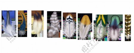 9个漂亮的羽毛PNG图标