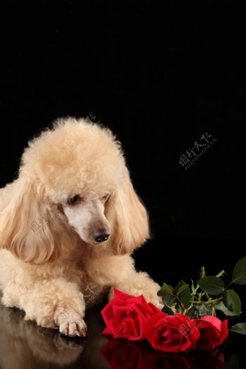 看着玫瑰花的小狗图片