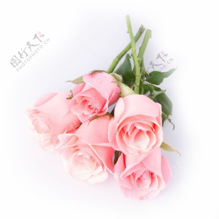 五朵粉色玫瑰花图片