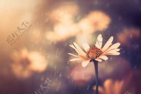 雨水中的小花图片