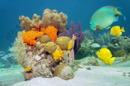 海底里的鱼和珊瑚图片