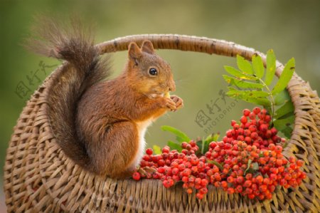 吃红色果子的松鼠图片