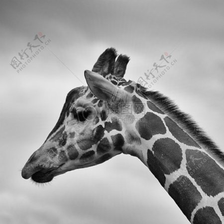 黑与白动物非洲动物园长颈鹿野生动物哺乳动物动物公园