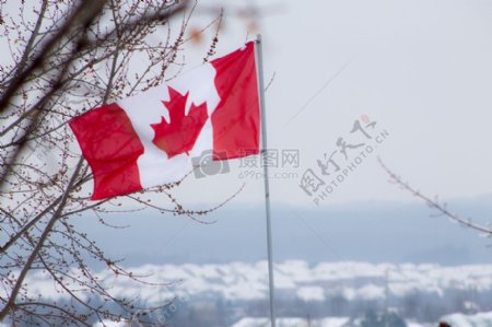飘扬的加拿大国旗