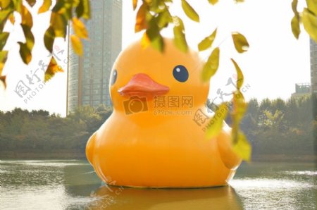 人工池塘里的大黄鸭