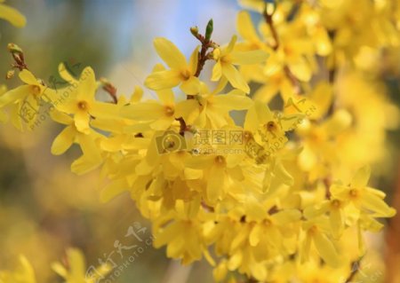 繁茂的黄色花丛