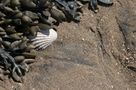 海边沙滩上的贝壳