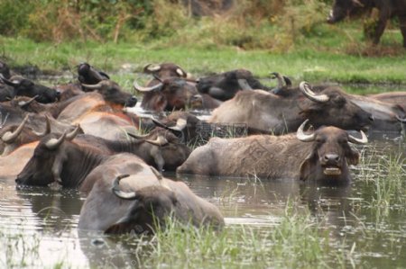 河水里的牛群