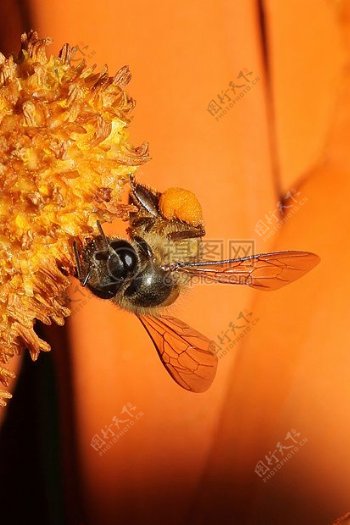 野生蜂蜜蜂S3