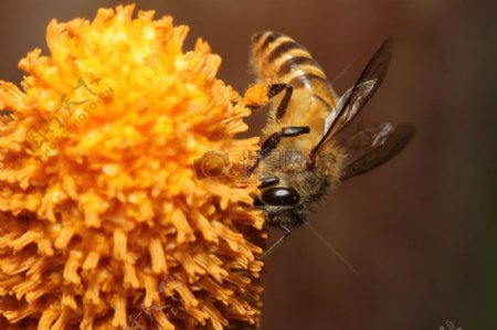 野生蜂蜜蜂S4