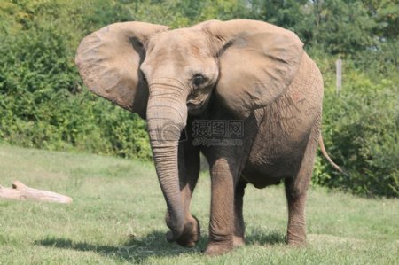 大象在纳什维尔动物园3