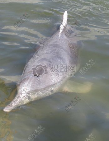 宽吻海豚海豚截形